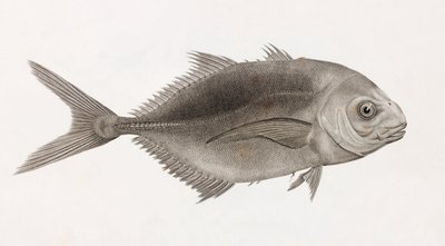 Caranx Sauteur (dettaglio) da Unbekannt