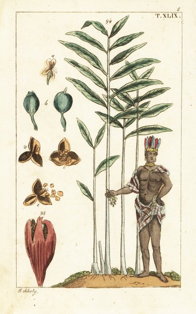 Albero di cardamomo, Elettaria cardamomum da Unbekannter Künstler