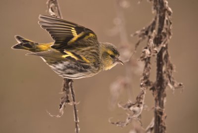 Carduelis spinus/Tarino degli ontani/Lucherino da William M. Timlin