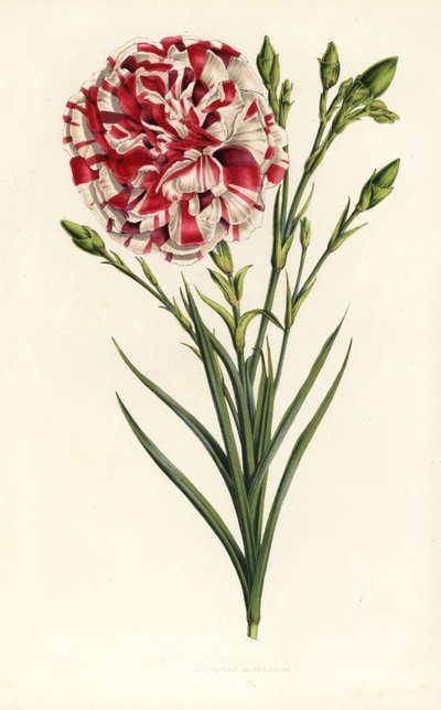 Garofano ibrido, Louis Napoleon, Dianthus caryophyllus. Litografia colorata a mano da Flowers of the Gardens and Hothouses of Europe di Louis van Houtte e Charles Lemaire, Flore des Serres et des Jardins de l