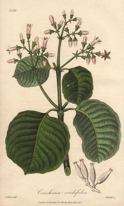 Corteccia di Cartagena, Cinchona cordifolia da Unbekannter Künstler