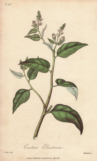 Cascarilla (Croton eleuteria) - Acquaforte di William Clarke per illustrare “Botanica medica, descrizione delle piante medicinali di Londra, Edimburgo e Dublino” di John Stephenson e James Morss Churchill da Unbekannter Künstler