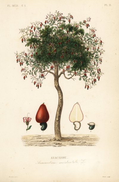 Albero di anacardio da Unbekannt