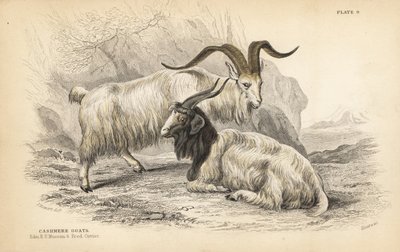 Capra del Kashmir, Capra hircus lanigera. Museo Reale dell