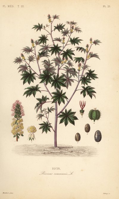 Pianta di ricino, Ricinus communis da Unbekannt