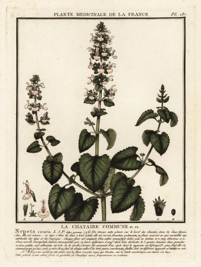 Nepeta cataria da Unbekannter Künstler