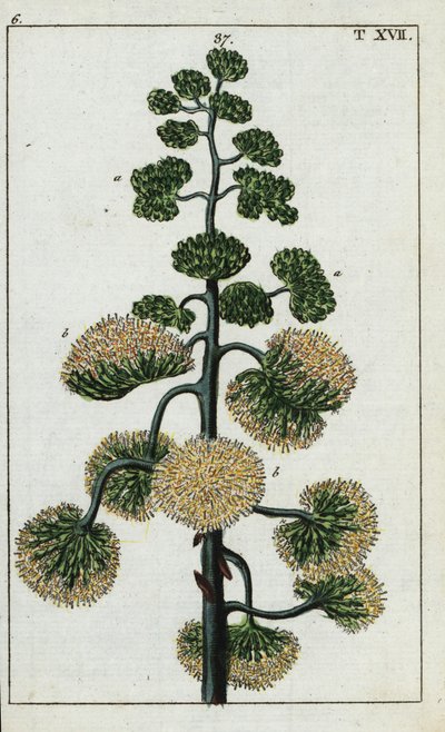 Pianta del secolo, Agave americana da Unbekannter Künstler