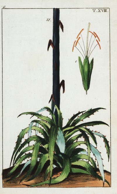 Pianta del secolo, Agave americana da Unbekannter Künstler
