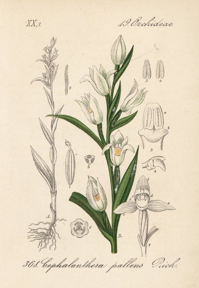 Cephalanthere a foglie lunghe - Elleborina a foglie di spada, Cephalanthera longifolia (Cephalanthera pallens). Litografia colorata a mano da Flora tedesca di Diederich von Schlechtendal (Flora von Deutschland), Jena da Unbekannter Künstler