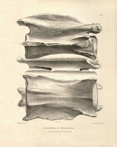 Vertebra cervicale di Macrauchenia, un animale preistorico trovato da Charles Darwin durante il suo viaggio di esplorazione a bordo del Beagle. La zoologia del viaggio dell