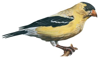 Cardellino giallo, canarino selvatico da Unbekannter Künstler