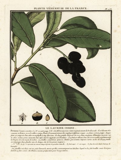 Alloro di ciliegio, Prunus laurocerasus da Unbekannter Künstler