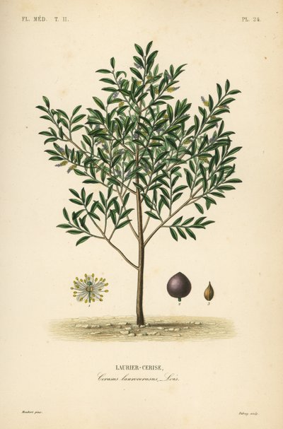 Alloro di ciliegio, Prunus laurocerasus da Unbekannt