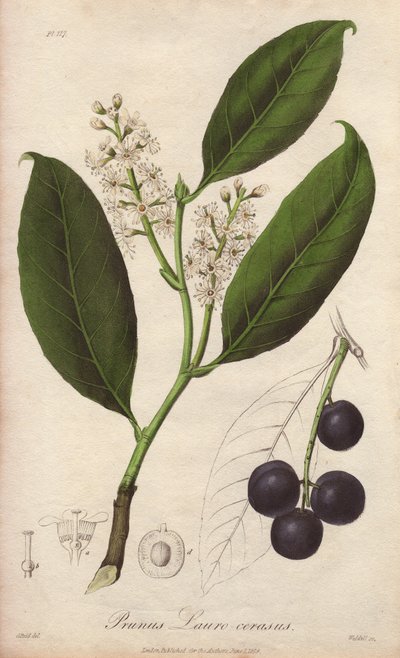 Alloro di ciliegio o mandorlo di alloro o alloro di Trebisonda (Prunus Lauro-cerasus) - Acquaforte di William Clarke per illustrare “Botanica medica, descrizione delle piante medicinali di Londra, Edimburgo e Dublino” di John Stephenson e James Morss Churc da Unbekannter Künstler