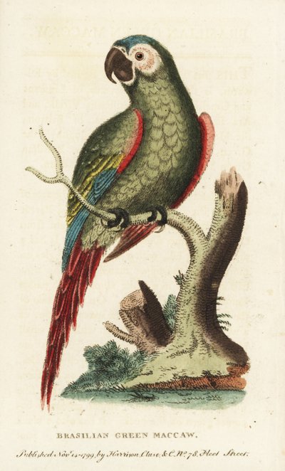 Ara severa, Ara severus. Pappagallo verde brasiliano. Illustrazione copiata da George Edwards da Unbekannter Künstler