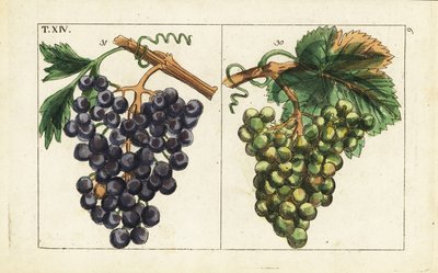Uva di Chiavenna, uva Pinot nero, Vitis vinifera da Unbekannter Künstler