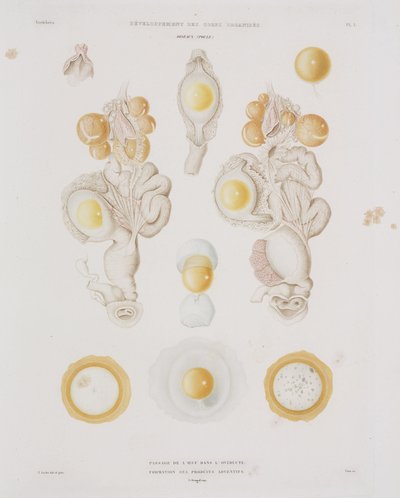 Uovo di gallina nell