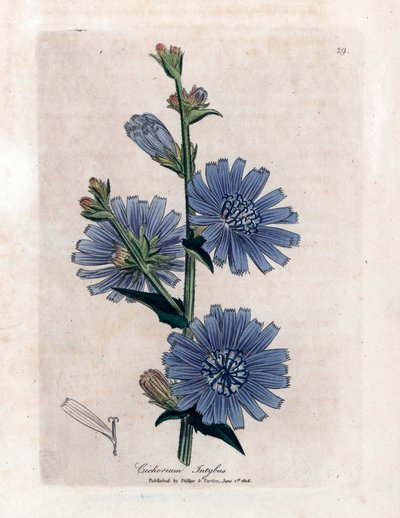 Cicoria amara. Litografia da 
