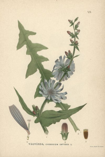 Cicoria, Cichorium intybus da Unbekannter Künstler