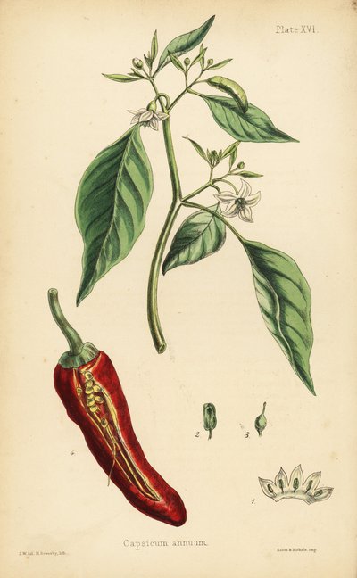 Peperoncino, Capsicum annuum. Litografia colorata a mano di Henry Sowerby dopo un