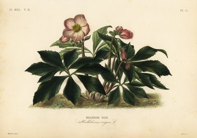 Rosa di Natale o elleboro nero, Helleborus niger da Unbekannt