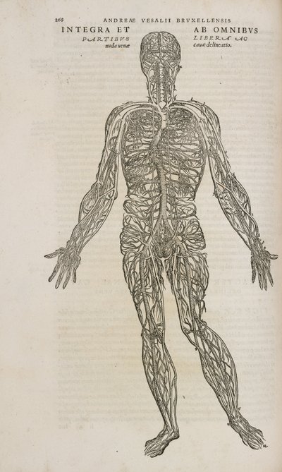 Circolazione Il sistema venoso del corpo umano maschile da Unbekannt