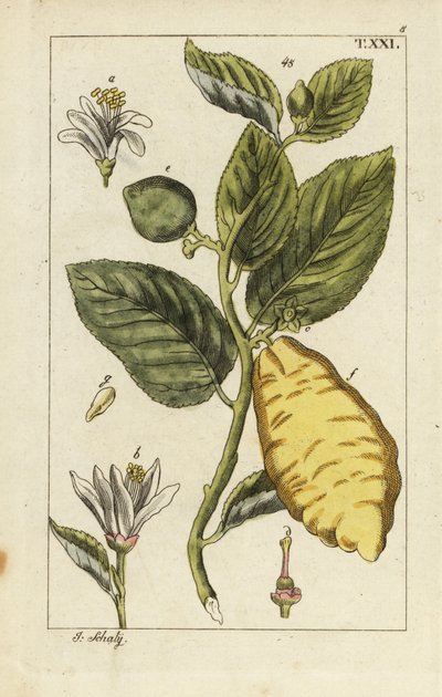 Cedro che mostra frutti, foglie e fiori, Citrus medica da Unbekannter Künstler