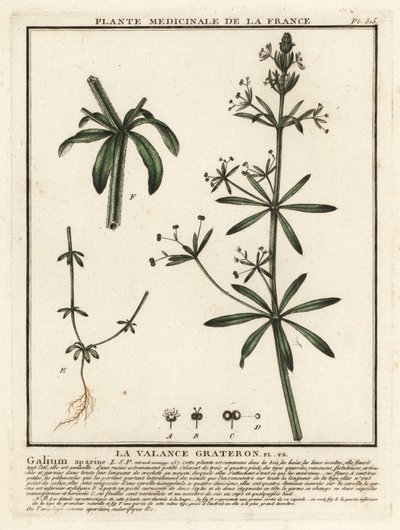 Attaccamani, Galium aparine da Unbekannter Künstler