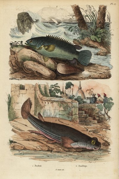 Pesce arrampicatore, Anabas testudineus, e pesce a quattro occhi, Anableps anableps da Unbekannt