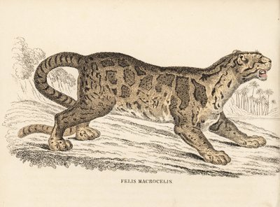 Leopardo nebuloso, Neofelis nebulosa (Felis macrocelis). Vulnerabile. Incisione su acciaio colorata a mano dalla 