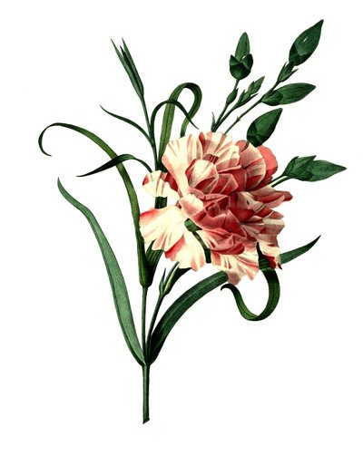 Garofano (Dianthus caryophyllus) o garofano nobile, garofano da giardino da Unbekannter Künstler