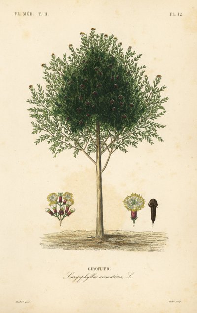 Albero di chiodi di garofano, Syzygium aromaticum da Unbekannt