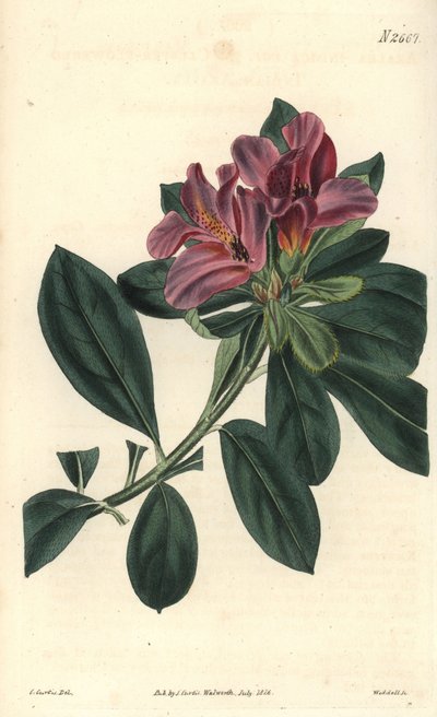 Gruppo di fiori viola di un