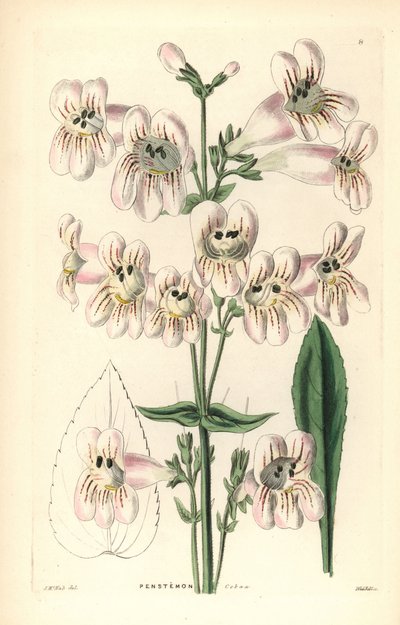 Penstemon a fiore di Cobaea, Penstemon cobaea. Incisione a mano colorata su rame di Weddell dopo J. McNab da John Lindley e Robert Sweet