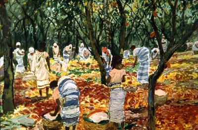 Raccolta di cacao a Sao Tome, c.1910-20 da Unbekannter Künstler