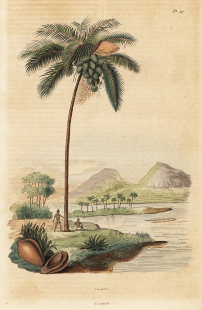 Albero di cocco, Cocos nucifera da Unbekannt