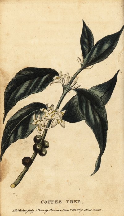 Albero del caffè, Coffea arabica, 1800 da Unbekannter Künstler