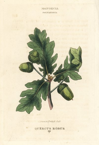 Quercia comune britannica, Quercus robur. Incisione a mano colorata su rame da un