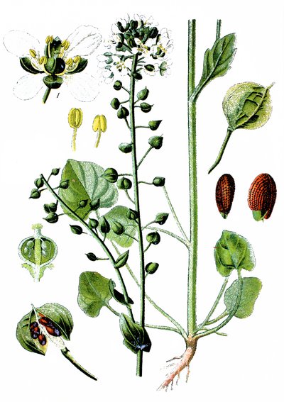 Cochlearia officinalis (erba scorbuta comune) da Unbekannter Künstler