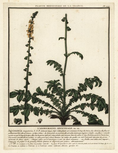 Agrimonia comune, Agrimonia eupatoria da Unbekannter Künstler