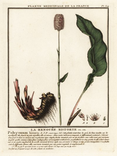 Bistorta comune, Persicaria bistorta da Unbekannter Künstler