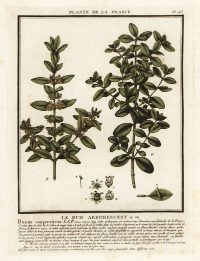 Buxus sempervirens da Unbekannter Künstler