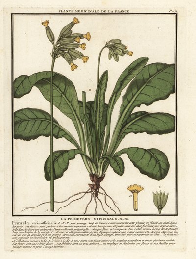 Primula veris, Primula veris da Unbekannter Künstler