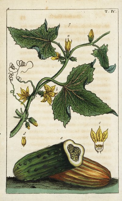 Cetriolo comune, Cucumis sativus da Unbekannter Künstler