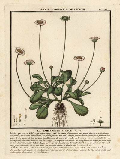 Bellis perennis da Unbekannter Künstler