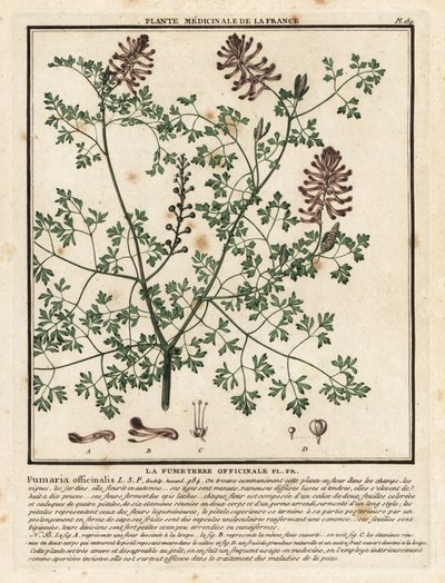 Fumaria comune, Fumaria officinalis da Unbekannter Künstler