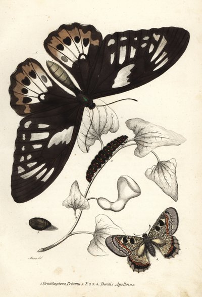 Birdwing verde comune, Ornithoptera priamus, farfalla, bruco e crisalide, e falso apollo, Archon apollinus (Doritis apollinus). Litografia colorata a mano dalla 