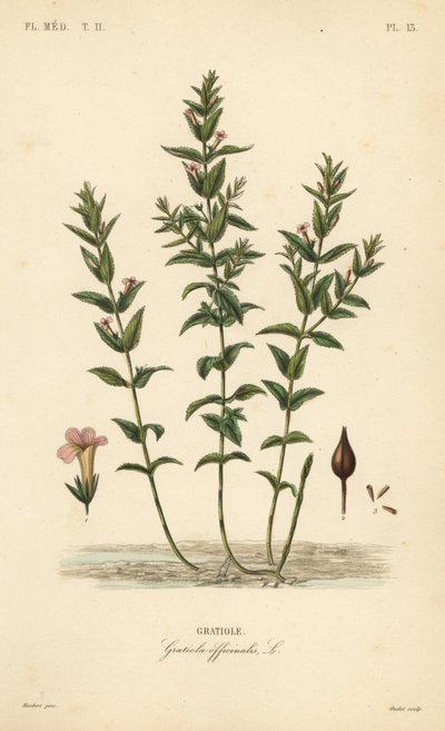 Gratiola comune o erba della grazia, Gratiola officinalis da Unbekannt