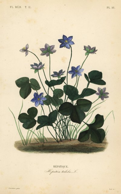 Epatica comune, Anemone hepatica da Unbekannt