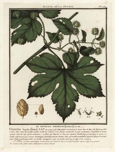 Luppolo comune, Humulus lupulus da Unbekannter Künstler
